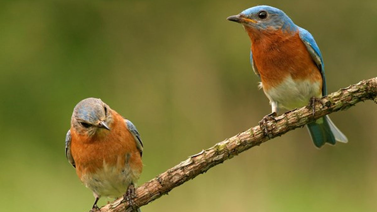 Spring Bird Walk at Fort Sheridan Forest Preserve